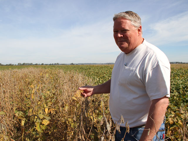 Jeff Norton examines a patch of damaged soybeans in his western Illinois fields, which were hit hard by Sudden Death Syndrome this year despite precautionary measures. (DTN photo by Pamela Smith)